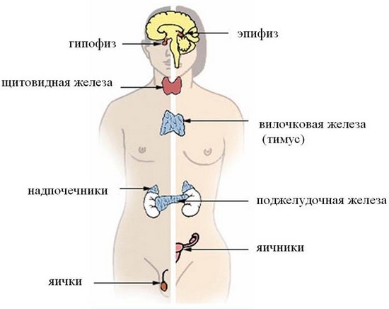 Железы внутренней секреции человека
