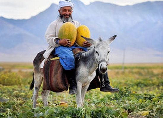 Исторические корни дыни