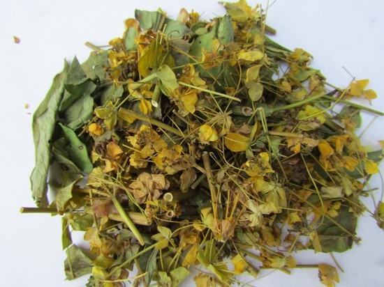 Может ли володушка быть вредной?