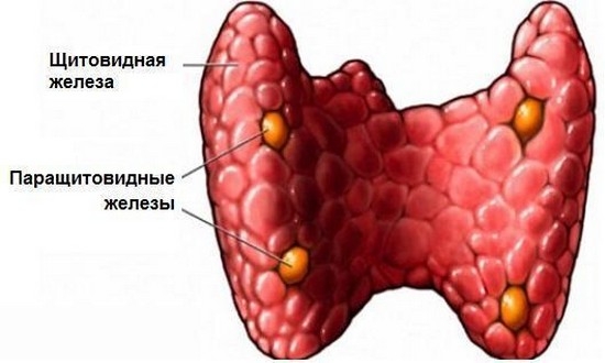 Нарушения в работе паращитовидной железы