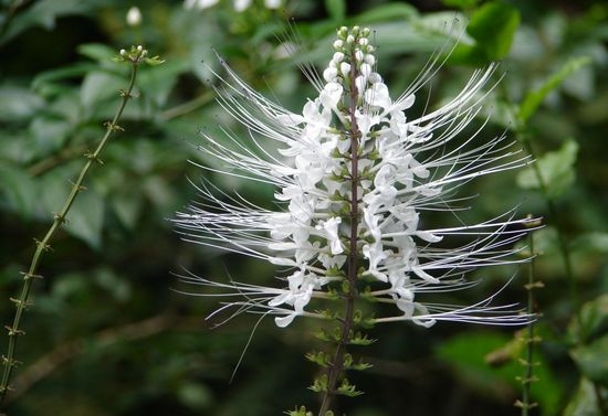 Когда поможет кошачий ус?