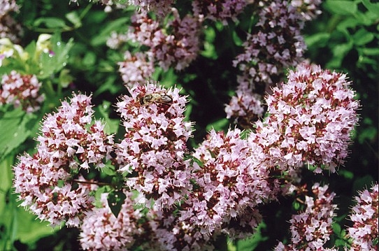 Душица: полезные свойства