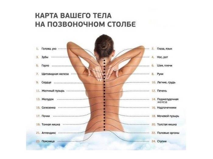 позвоночник человека – фото с описанием