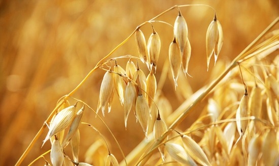 Лечение овсом печени и поджелудочной железы