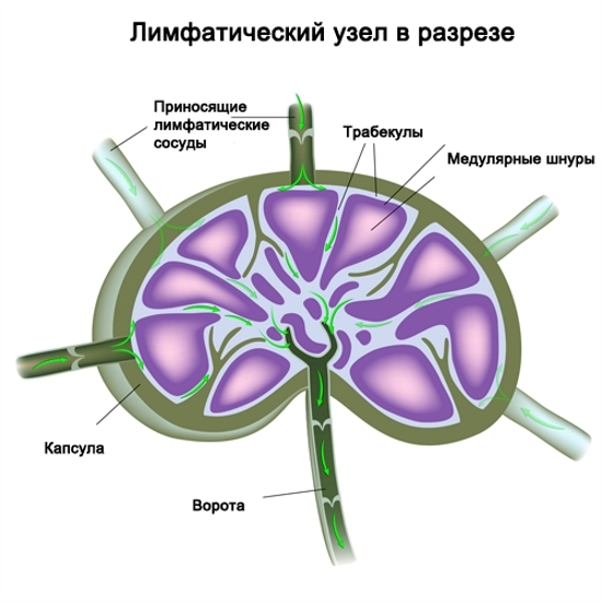Расположение лимфоузлов на шее: схема