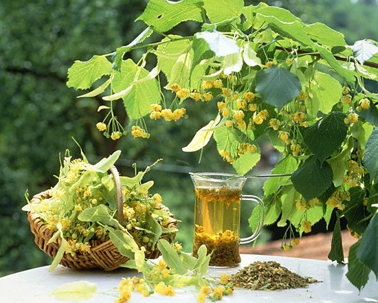 Масло липы