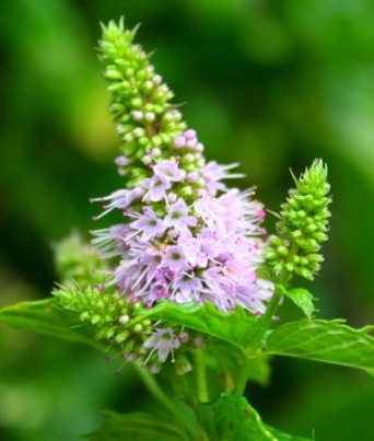 Почему чешутся половые губы? Зуд половых губ