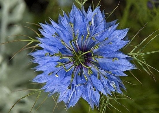 Черный тмин - лекарственное средство с вековой историей