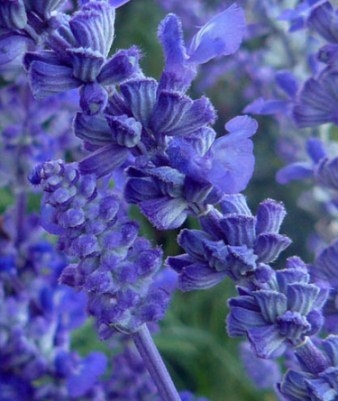 Почему чешутся половые губы? Зуд половых губ