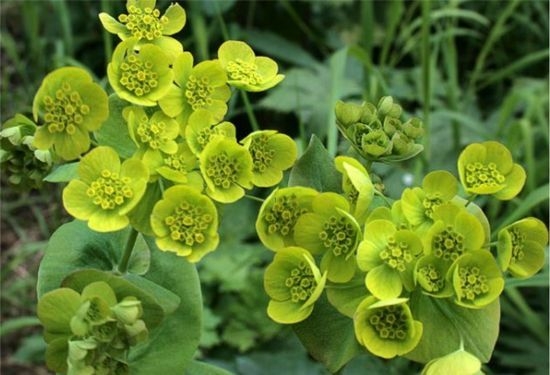 Володушка: лечебные свойства и противопоказания