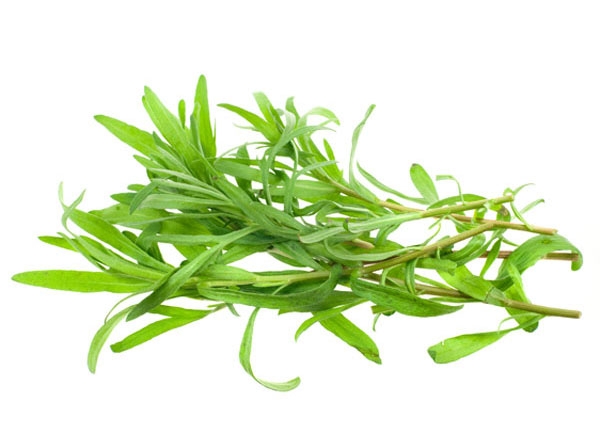 Трава тархун: полезные свойства и применение